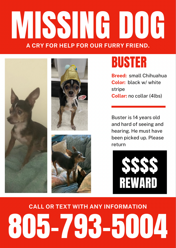 Image of Buster, Lost Dog