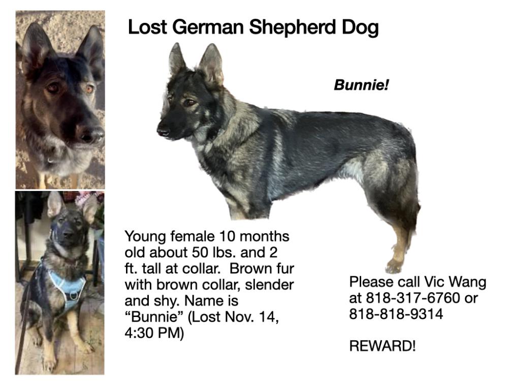 Image of Bunnie, Lost Dog