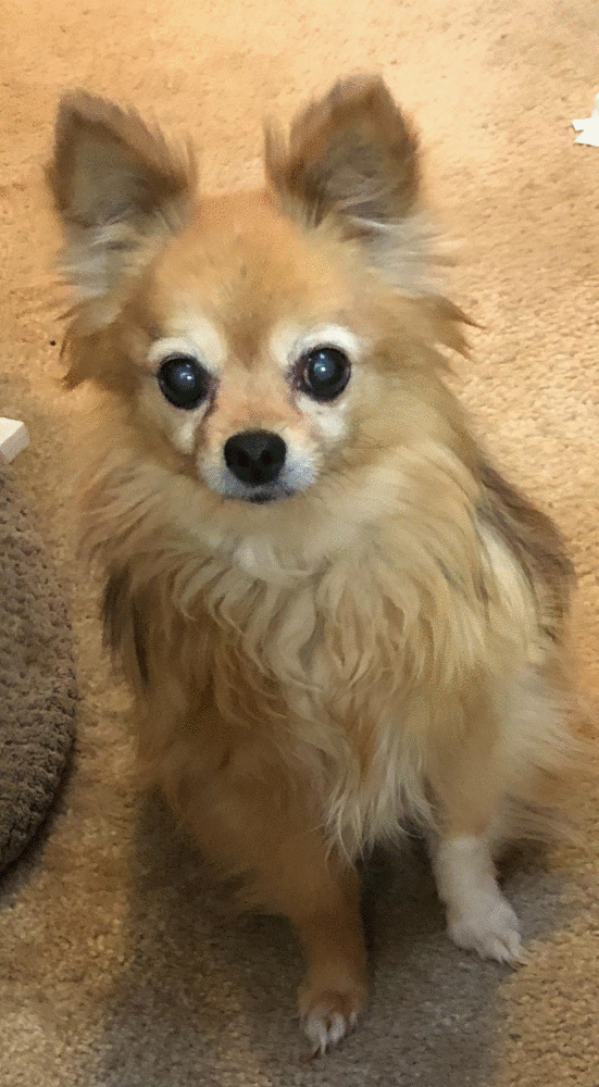 Image of Lulu, Lost Dog