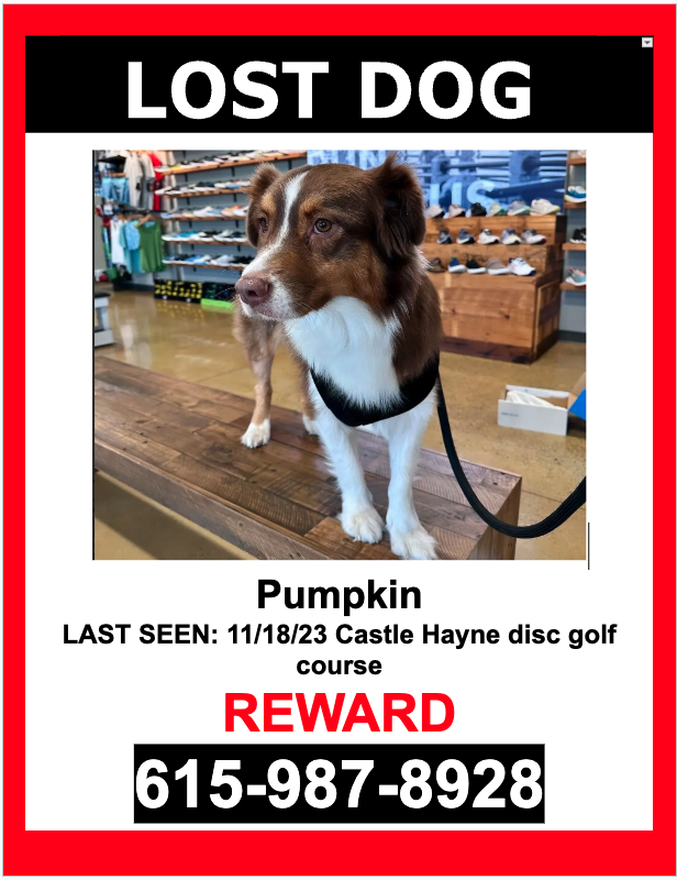 Image of Pumpkin, Lost Dog