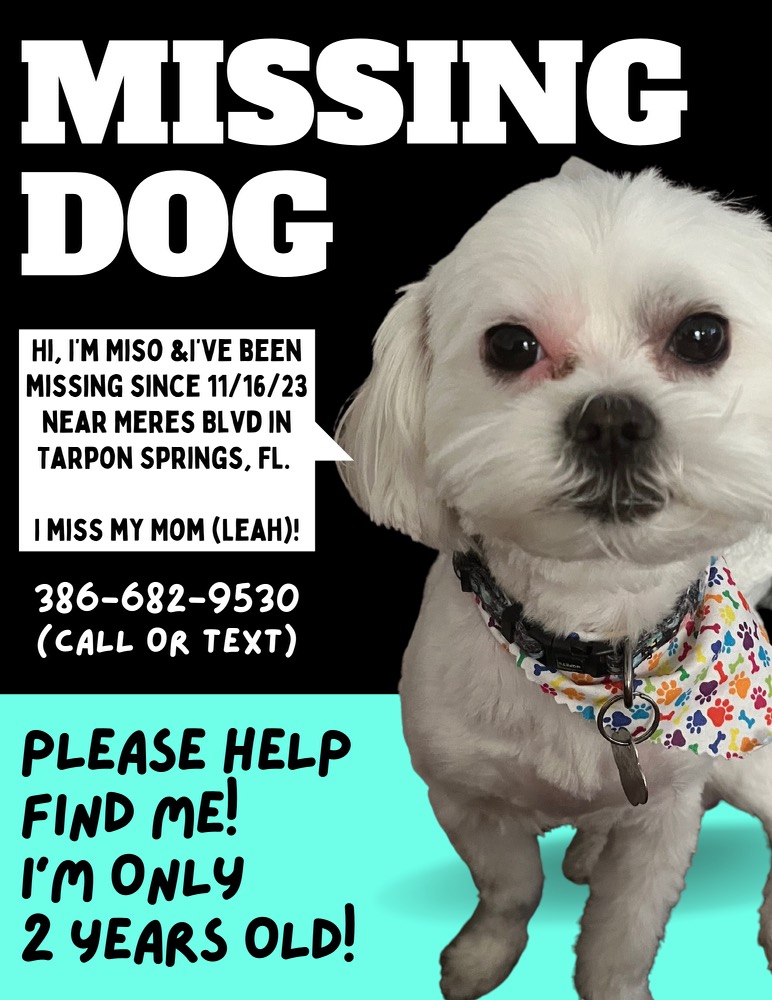 Image of Miso, Lost Dog