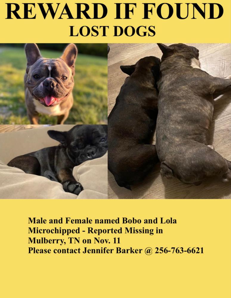 Image of Bobo and Lola, Lost Dog