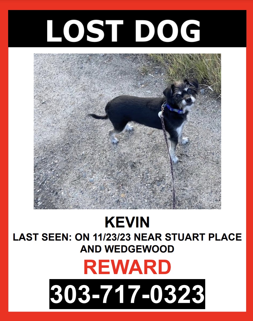 Image of Kevin, Lost Dog