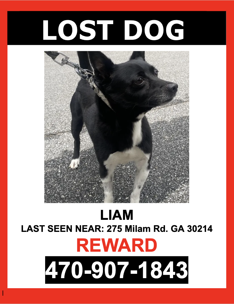 Image of LIAM, Lost Dog