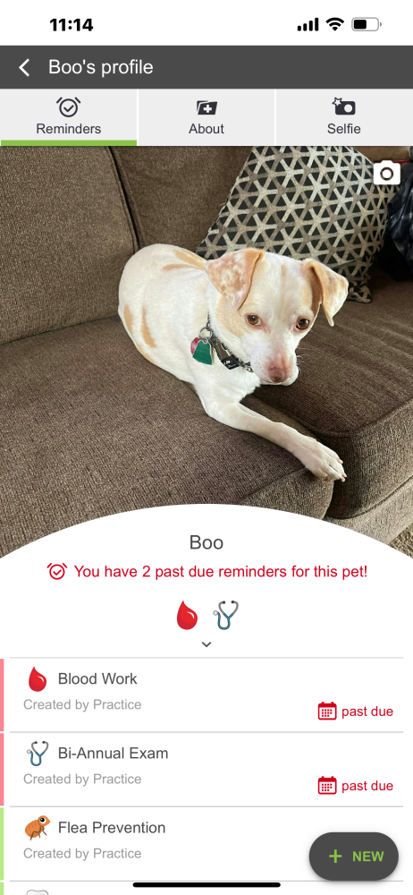 Image of Boo, Lost Dog