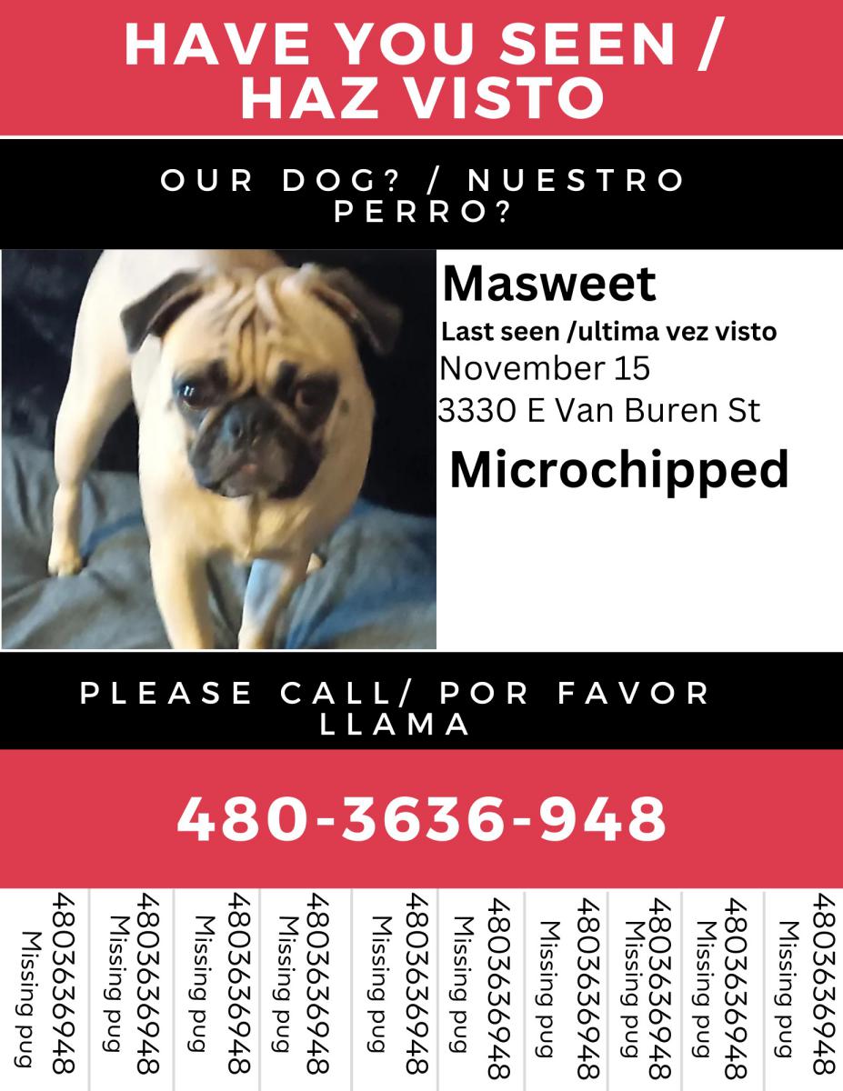 Image of MASWEET, Lost Dog