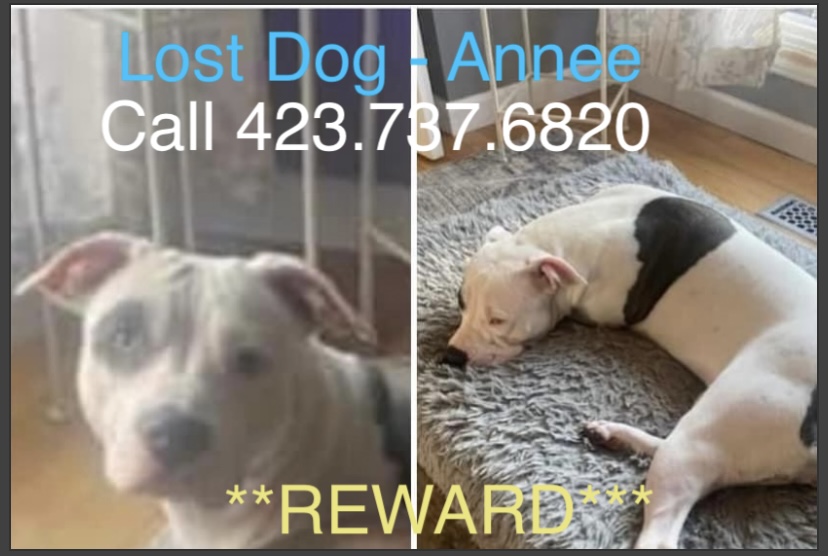 Image of Annee, Lost Dog