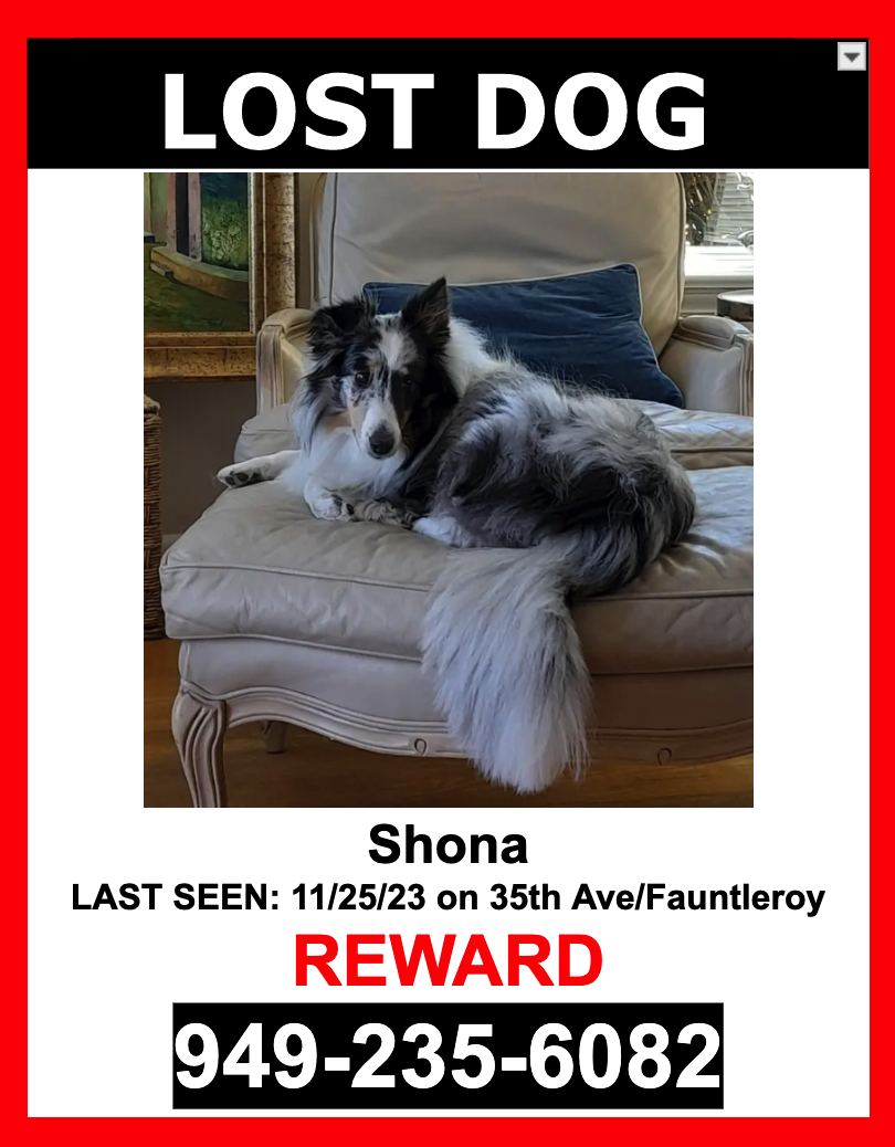 Image of Shona, Lost Dog