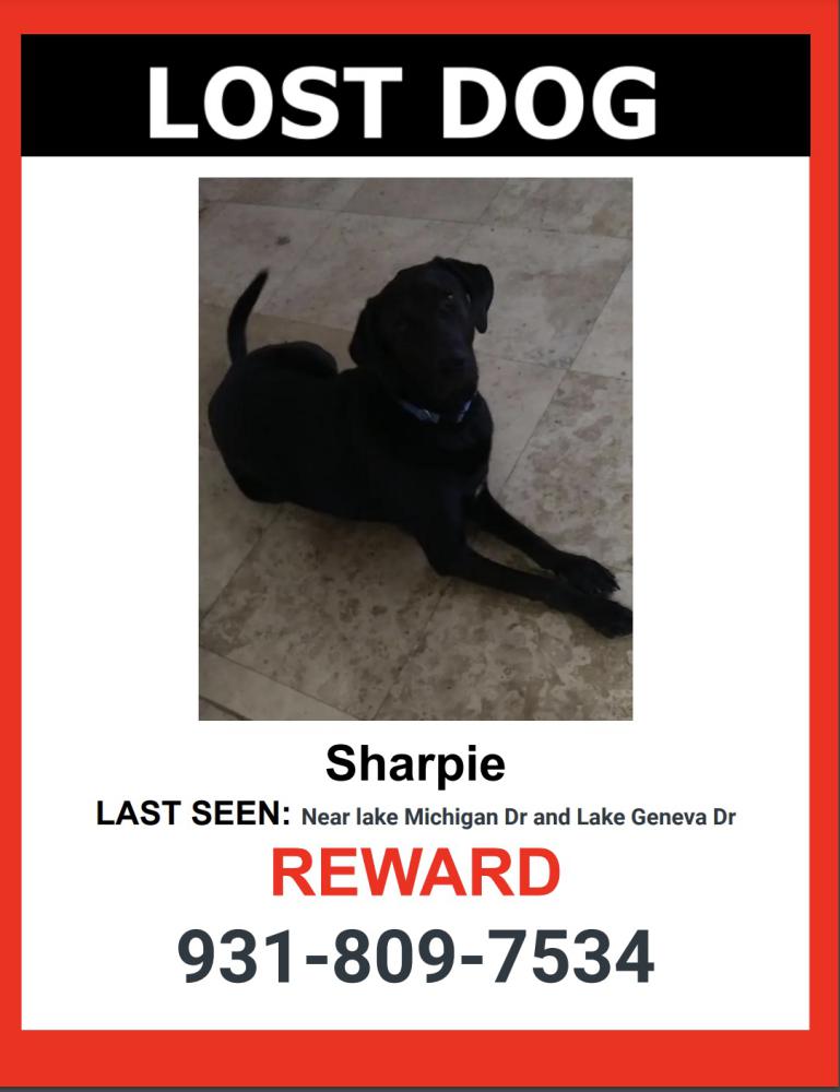 Image of Sharpie, Lost Dog