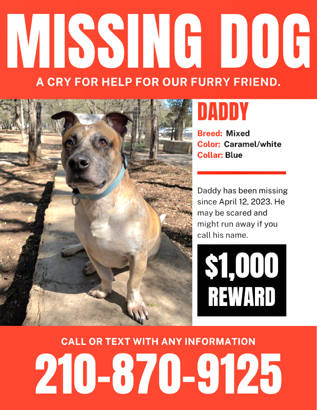 Image of DADDY, Lost Dog