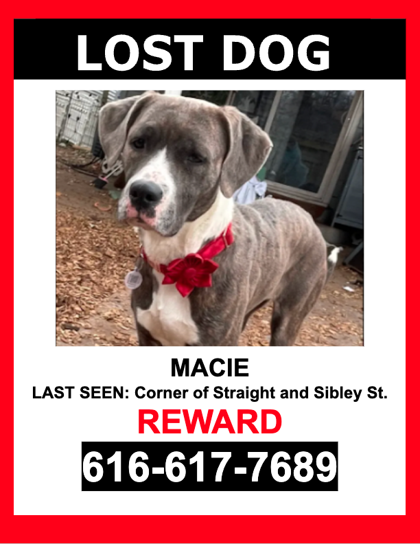 Image of Macie, Lost Dog