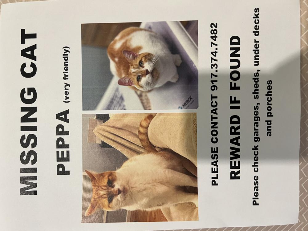 Image of Peppa, Lost Cat