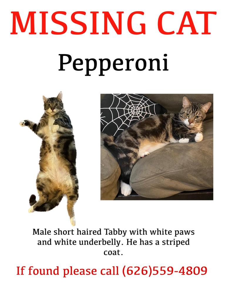 Image of Pepperoni, Lost Cat