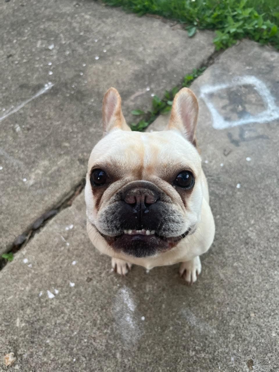 Image of Frenchie, Lost Dog