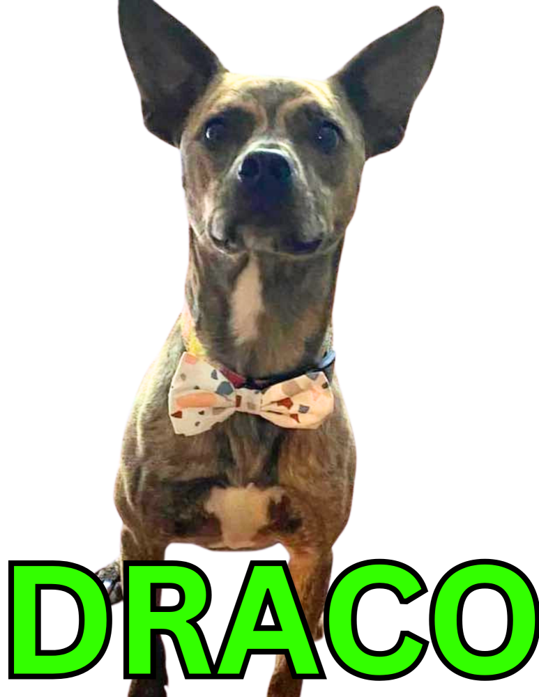 Image of Draco, Lost Dog