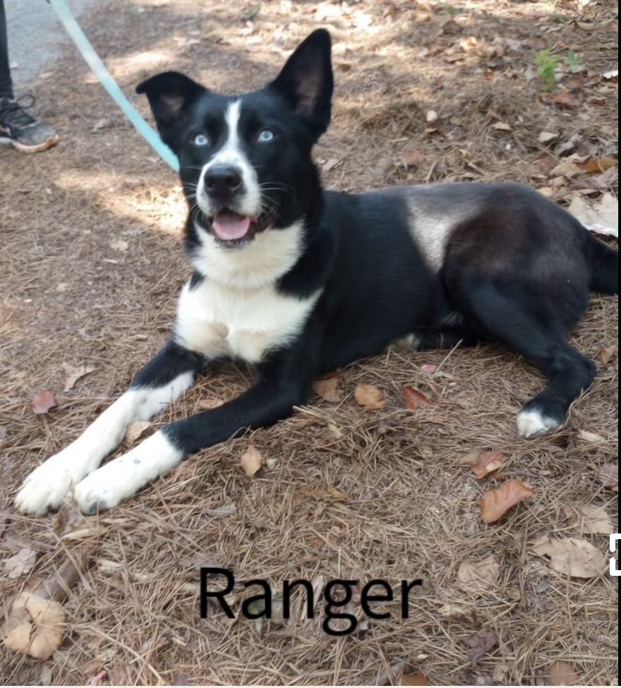Image of Ranger, Lost Dog