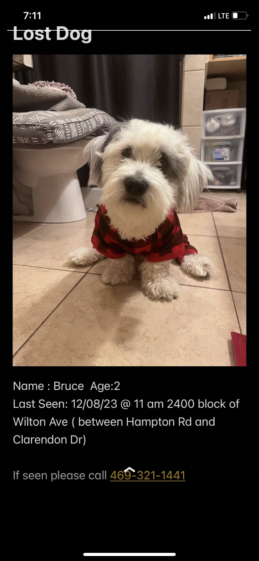 Image of Bruce, Lost Dog