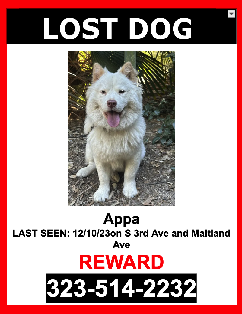 Image of Appa, Lost Dog