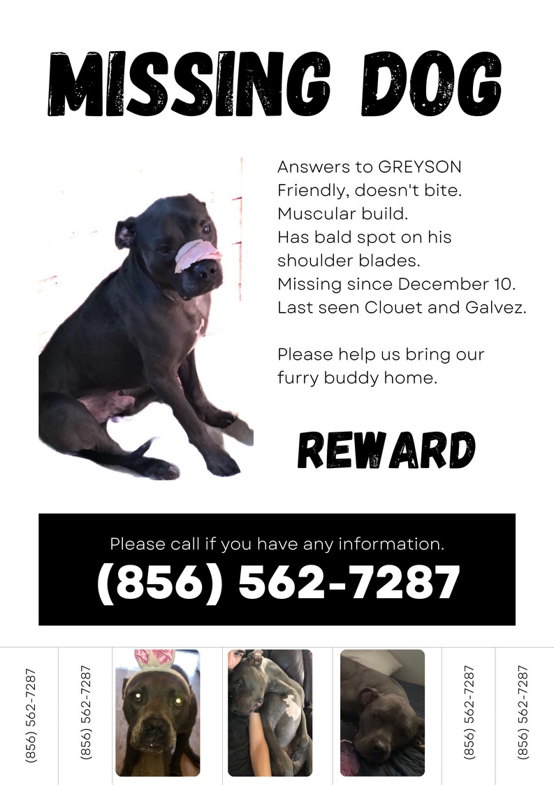 Image of grayson, Lost Dog