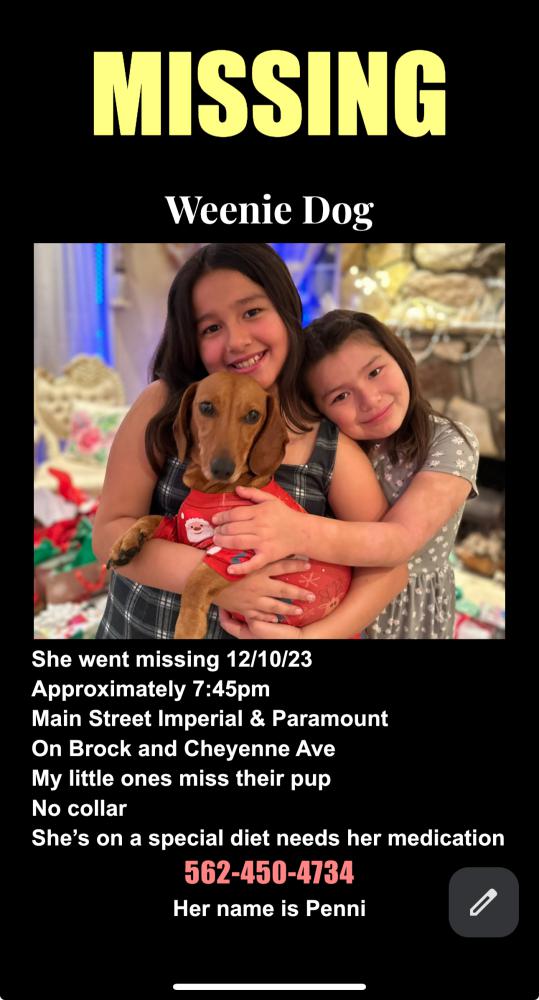 Image of Penni, Lost Dog