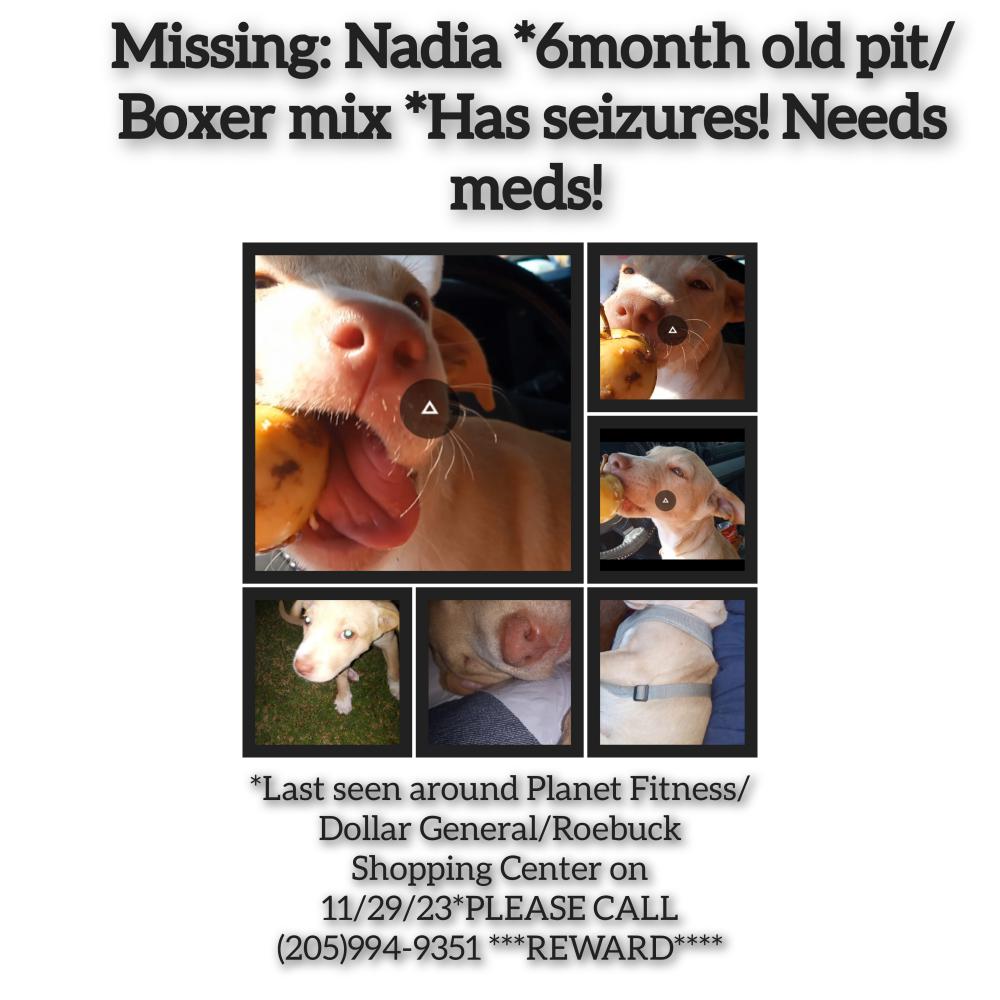 Image of Nadia, Lost Dog
