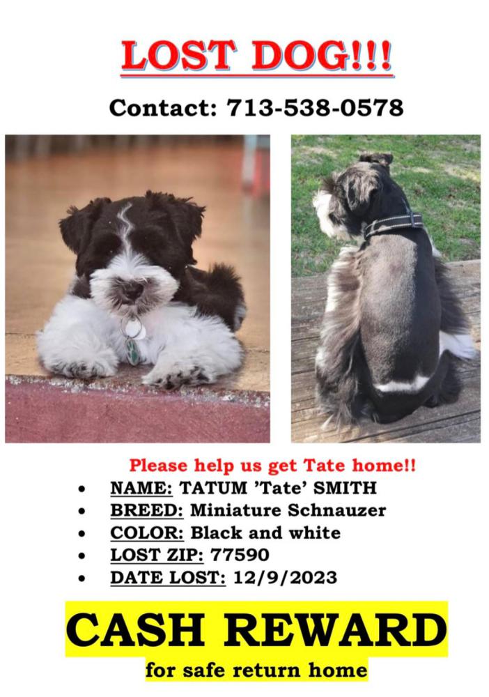 Image of Tate, Lost Dog