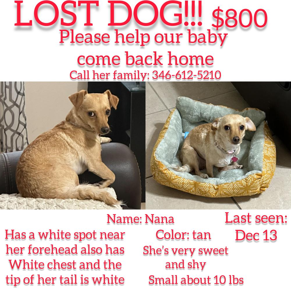 Image of Nana, Lost Dog
