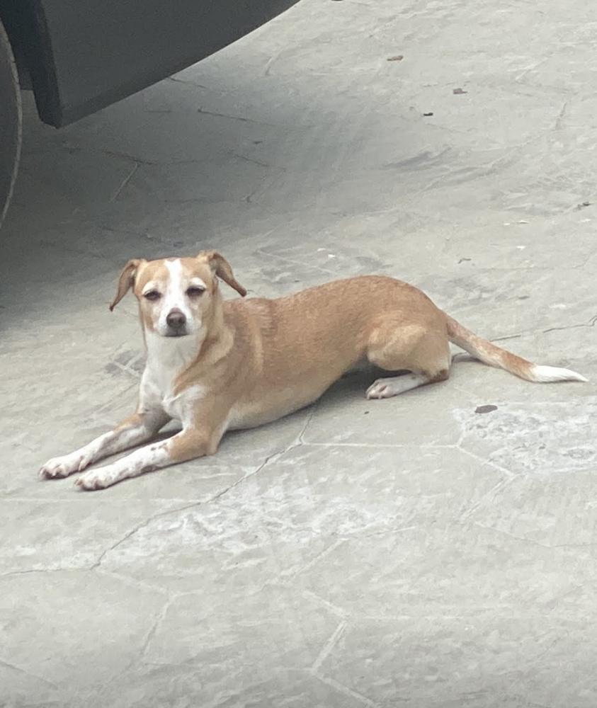 Image of Hennessy, Lost Dog