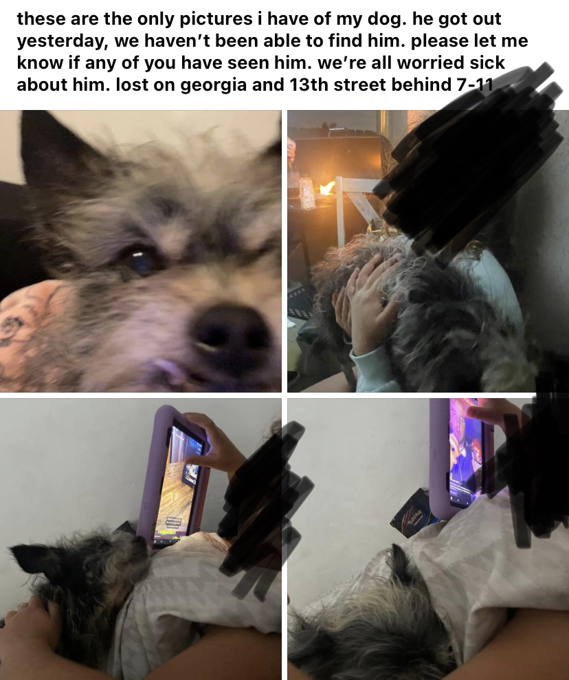 Image of chompers, Lost Dog