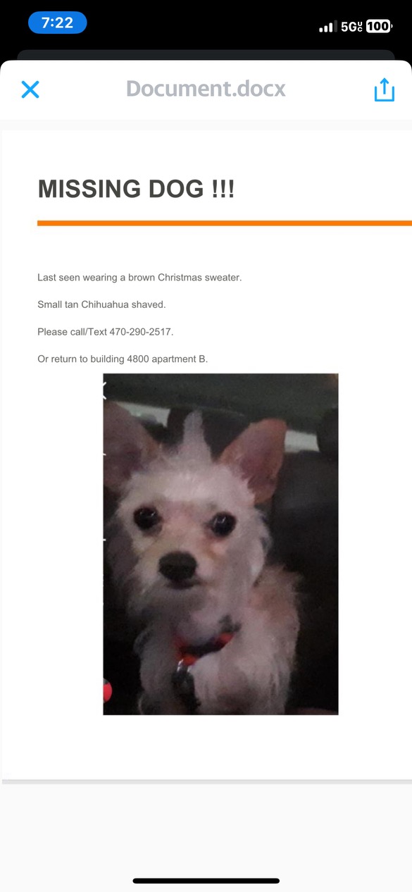Image of Polo, Lost Dog