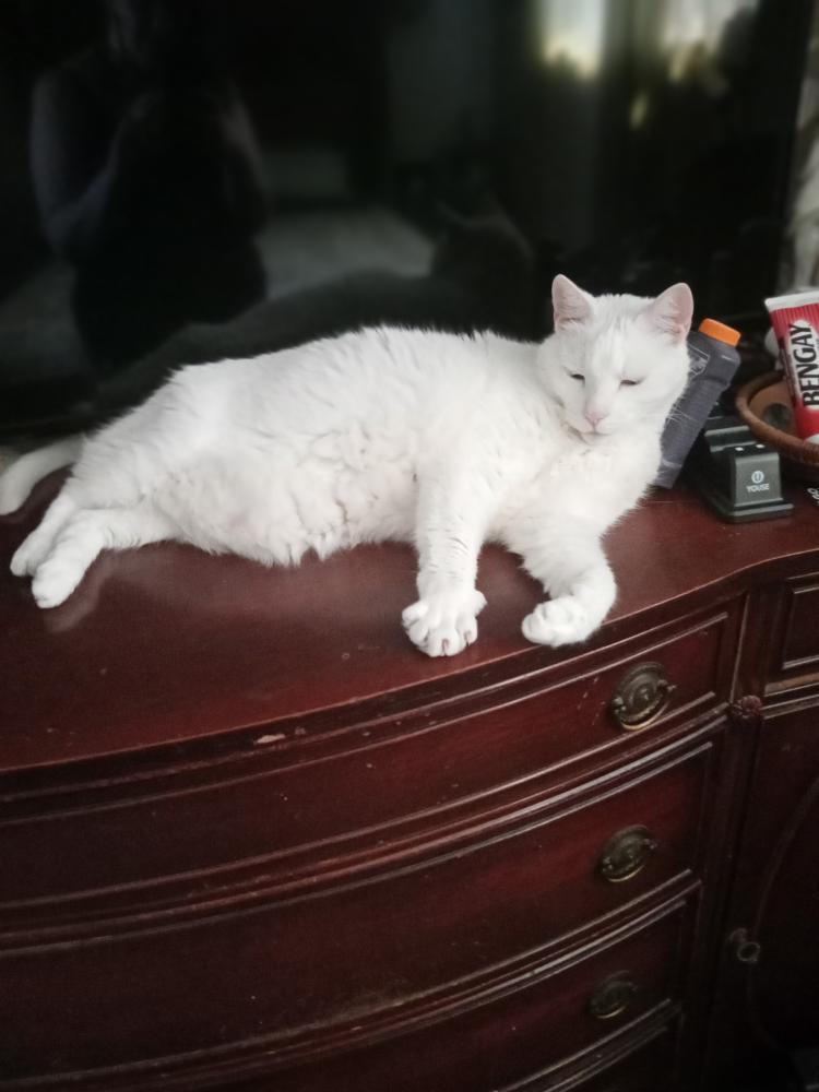 Image of White boy, Lost Cat
