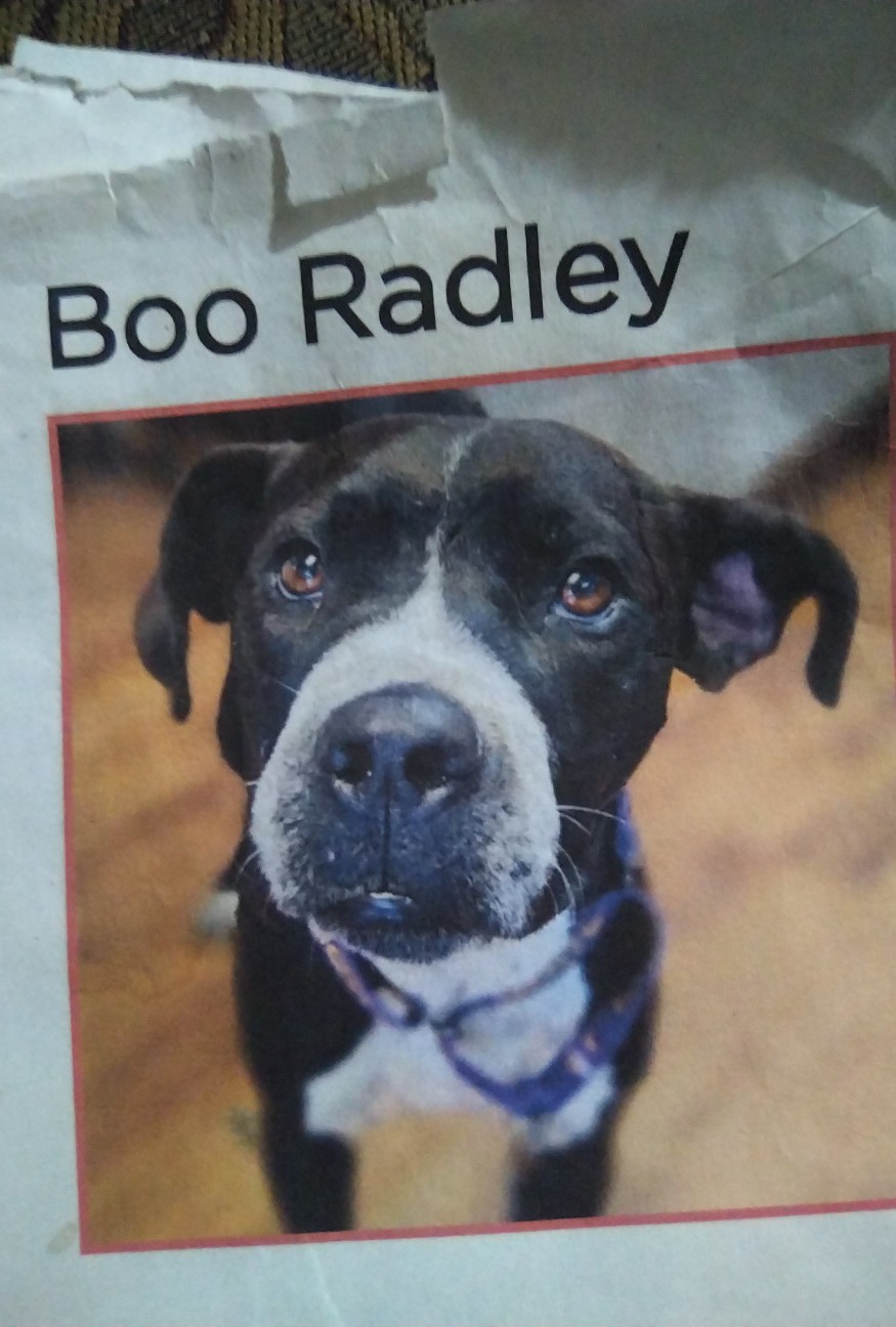 Image of Boo radley, Lost Dog