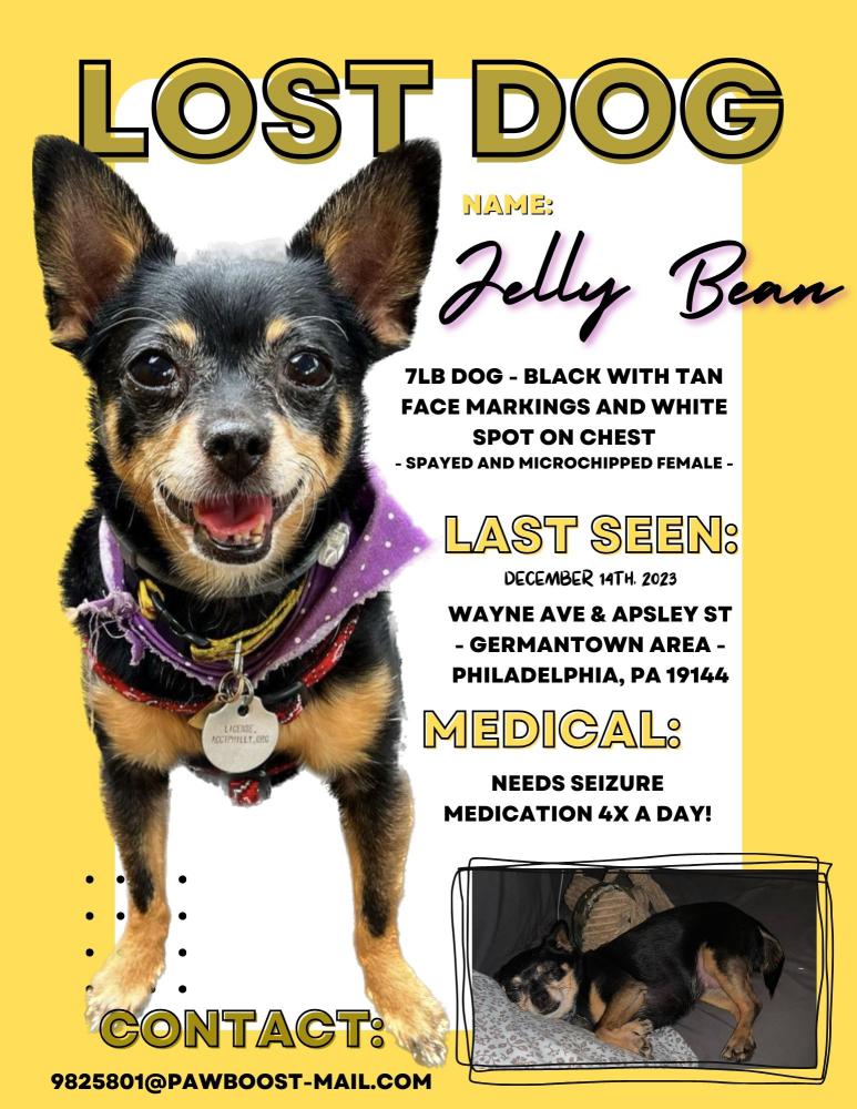 Image of Jelly Bean, Lost Dog