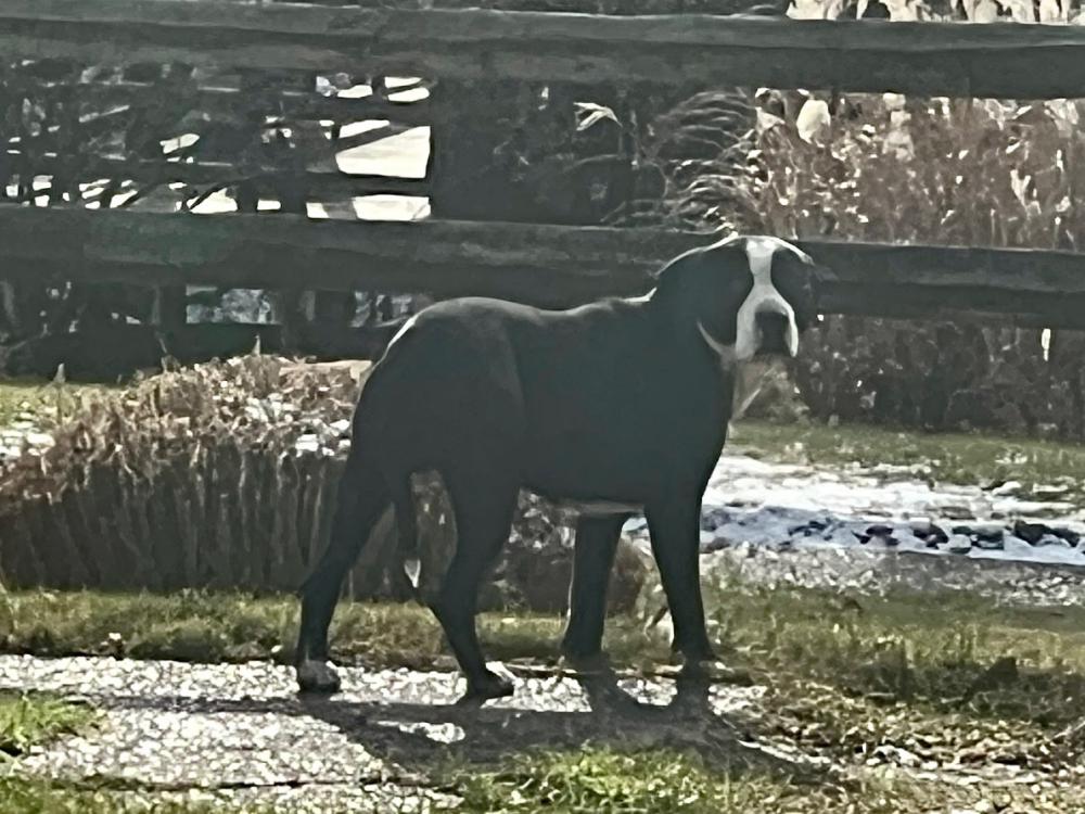 Image of Rocca, Found Dog
