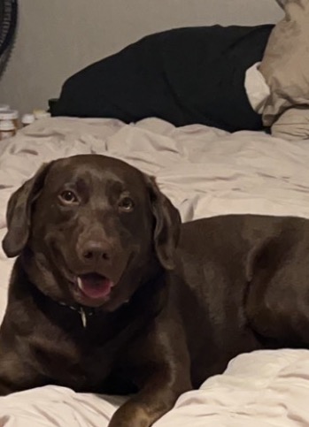 Image of Remi, Lost Dog
