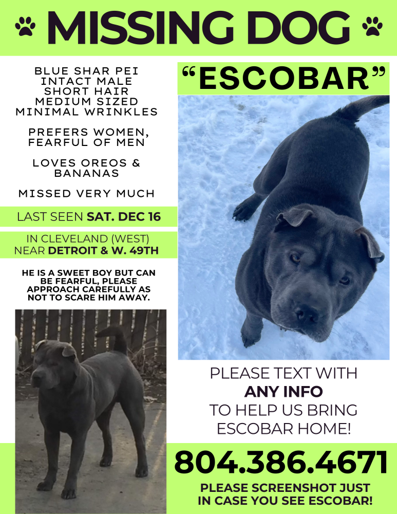 Image of Escobar, Lost Dog