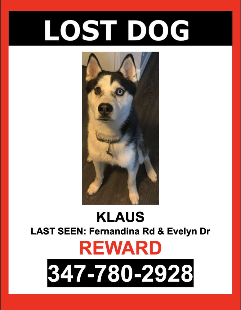 Image of Klaus, Lost Dog
