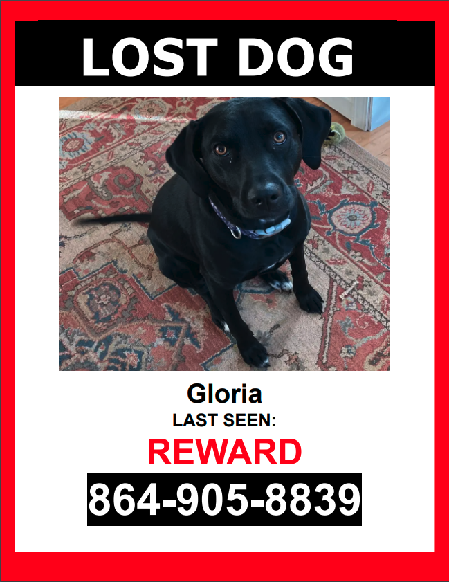 Image of Gloria, Lost Dog