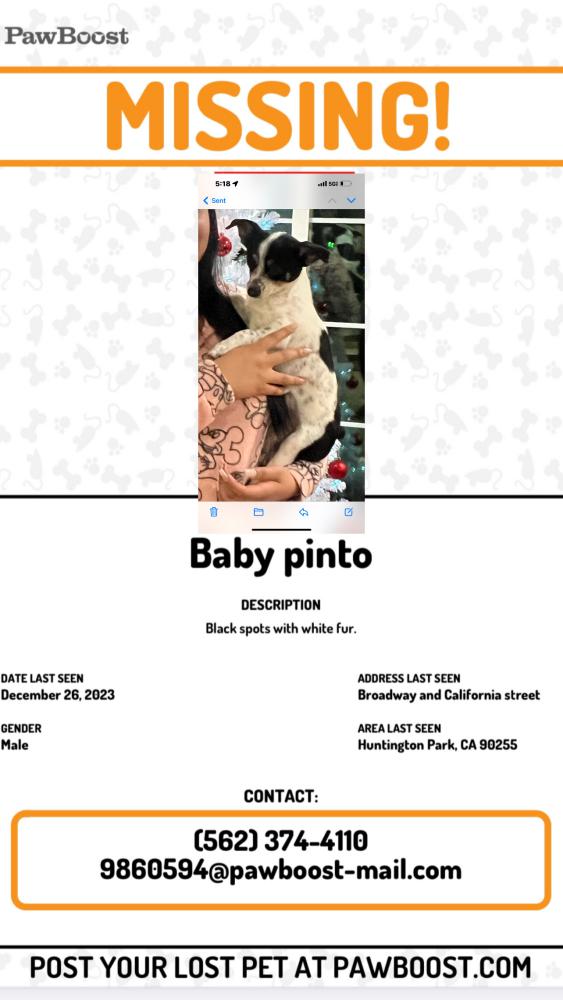 Image of Baby Pinto, Lost Dog