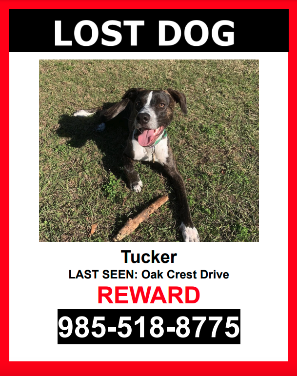 Image of Tucker, Lost Dog