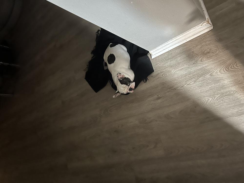 Image of White french, Found Dog