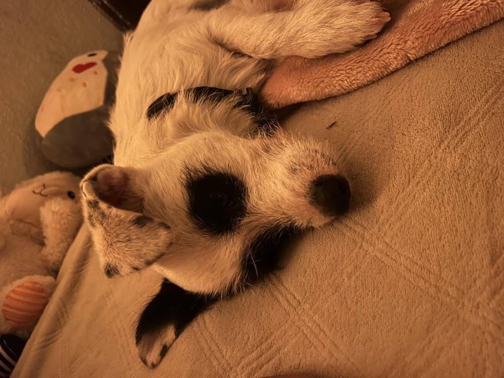 Image of Pongo, Lost Dog