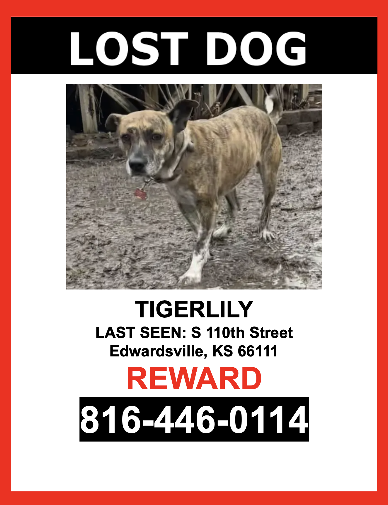 Image of Tigerlily, Lost Dog