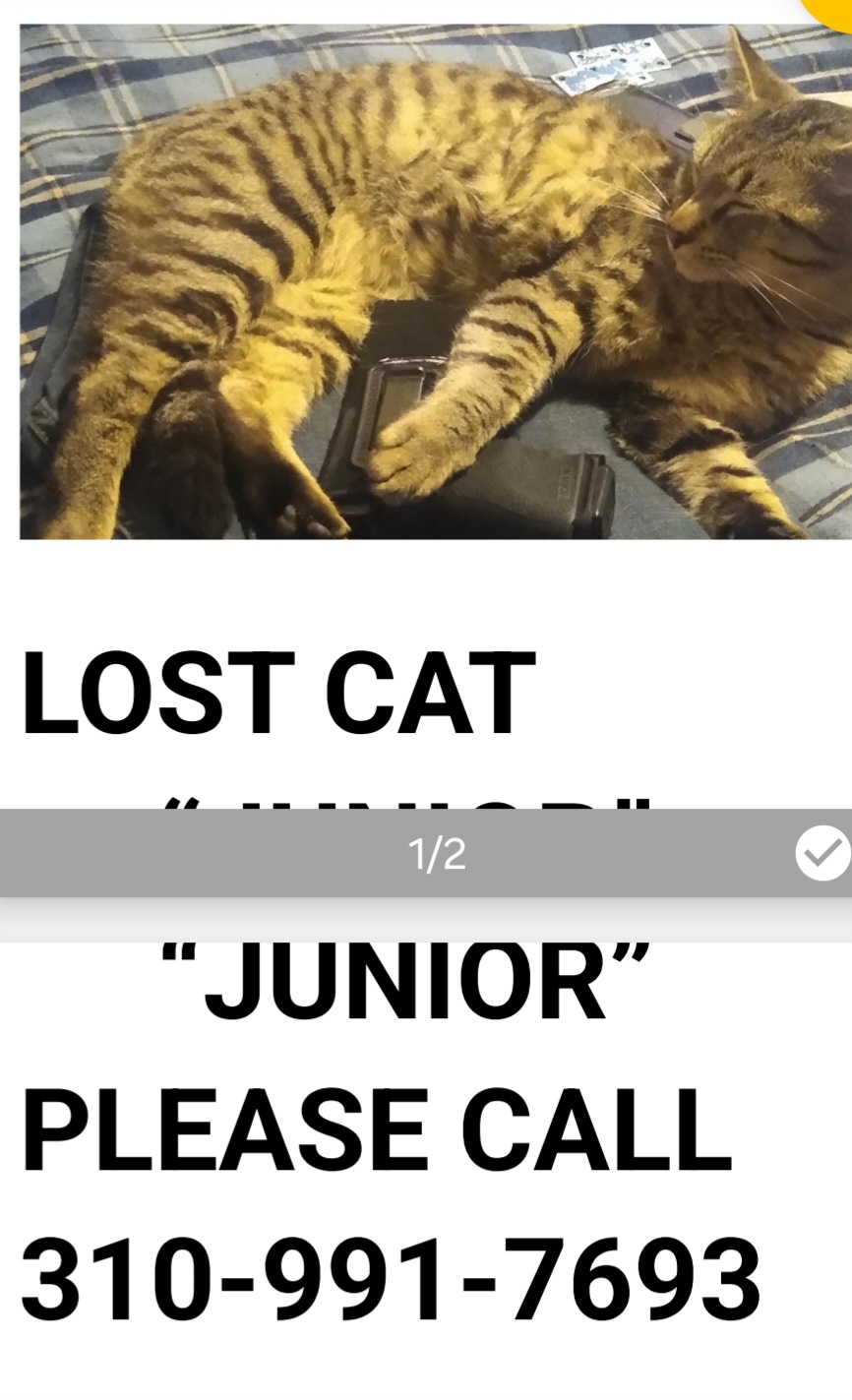 Image of Junior, Lost Cat