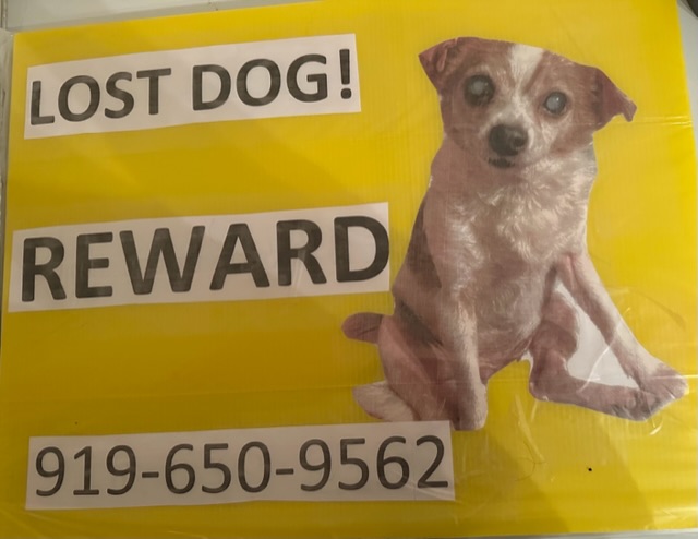 Image of LL, Lost Dog