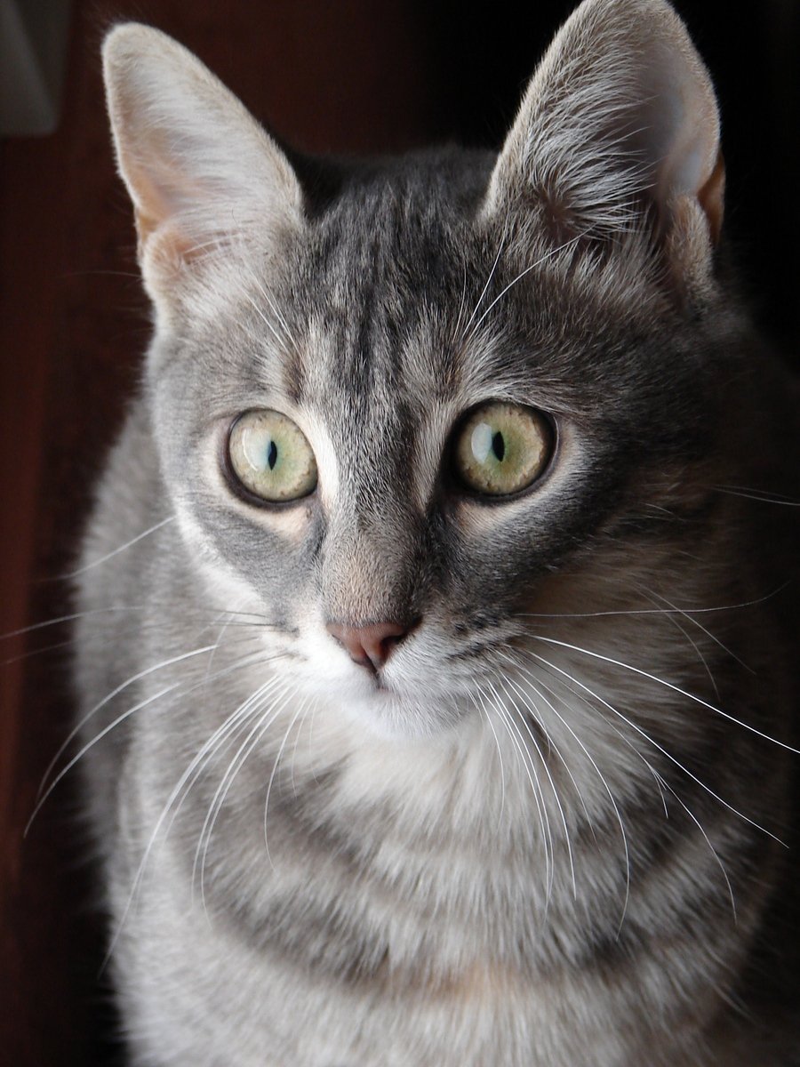 Image of Lucy Light Gray, Sm, Lost Cat