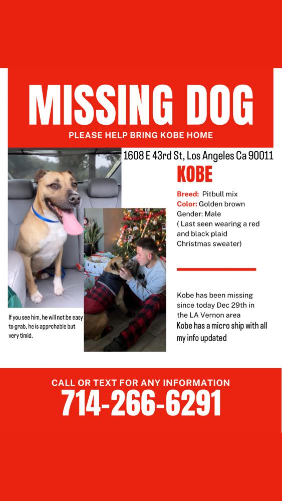 Image of Kobe, Lost Dog