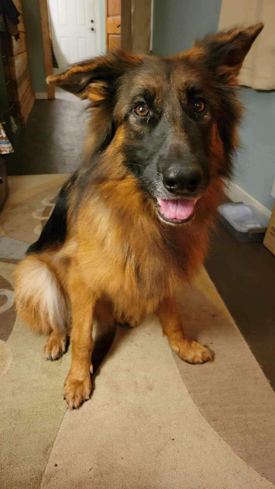 Image of Sable, Lost Dog