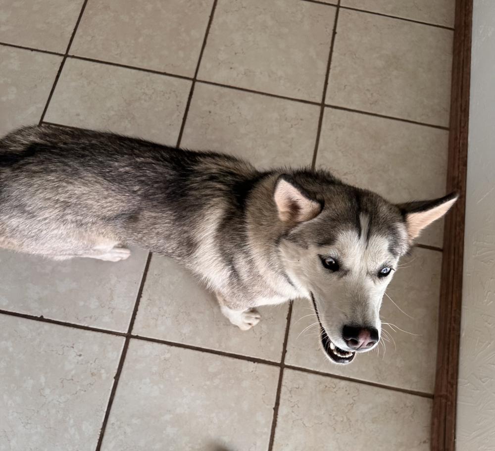 Image of Unknown (no tag), Found Dog