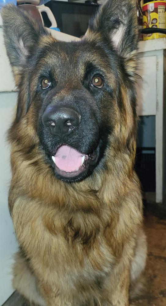 Image of Knox, Lost Dog